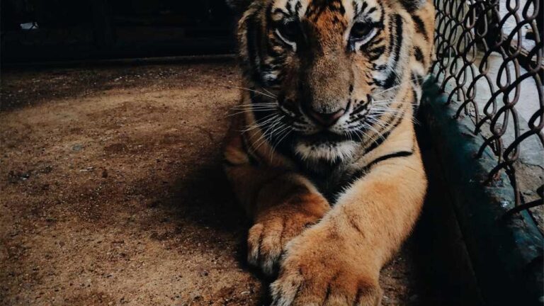 How To Reset 11Xplay Id Login Password On Mobile?